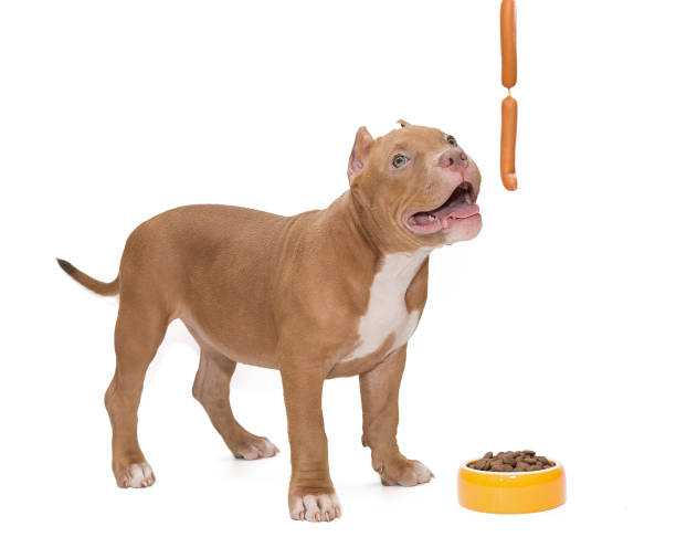 American bully puppy, bowl of food and sausages Small, funny American bully puppy, bowl of food and sausages, isolated on a white background pit bull power stock pictures, royalty-free photos & images