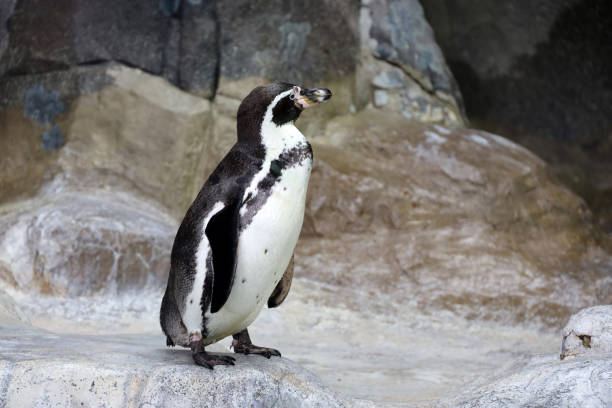 istock Humboldt penguin stands on a rocky shore 1396524428