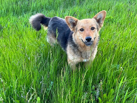 Cute mongrel dog walking in the meadow grass.