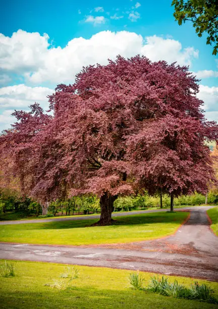 A beautiful Japanese Maple with pink leaves