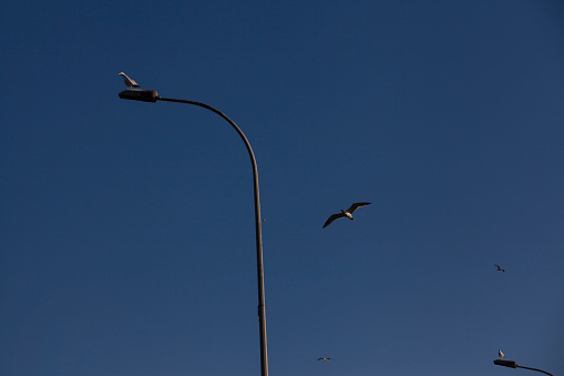 seagulls on lamppost