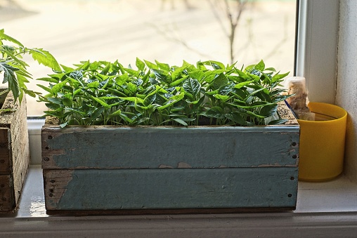 a gray wooden box with green pepper seedling plants stands on the windowsill near the window in the room