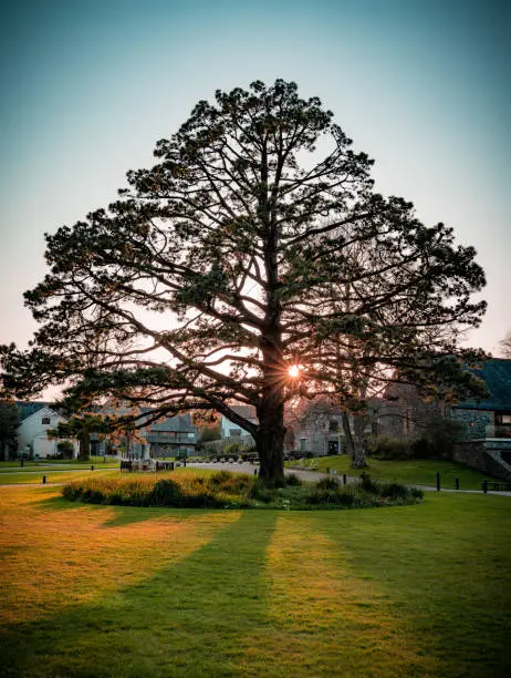 Shot near sunset with a starburst/sunburst in the middle of the tree