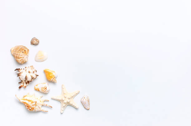 istock Summer concept, marine background. Different seashells and starfish on light background. Top view, flat lay, copy space. Sea summer vacation background. Travel, marine souvenir 1396526732