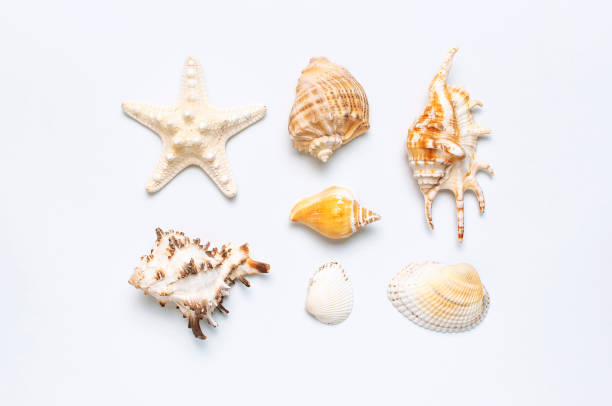 istock Summer concept, marine background. Different seashells and starfish on light background. Top view, flat lay, copy space. Sea summer vacation background. Travel, marine souvenir 1396526744