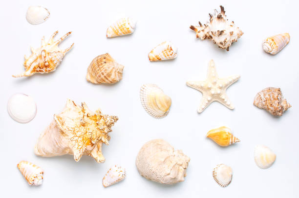 istock Summer concept, marine background. Different seashells and starfish on light background. Top view, flat lay, copy space. Sea summer vacation background. Travel, marine souvenir 1396526748