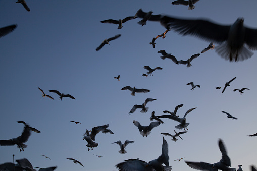 seagulls flying in the sky