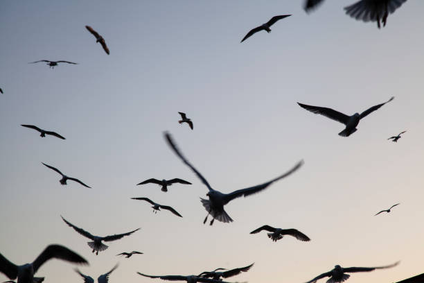istock seagulls flying in the sky 1396527092