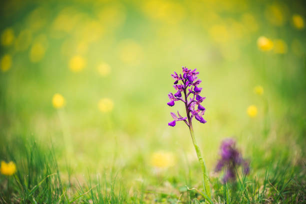 Free Stock Photo of Group of Purple Flowers on Lush Green Field ...