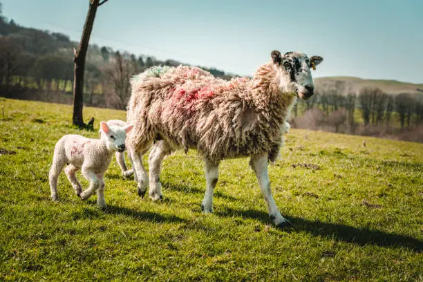A family of sheep walking on a public walk pathway