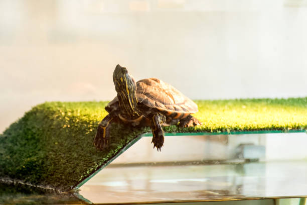 istock Water tiger turtle sunbathing in aquarium. 1396528148
