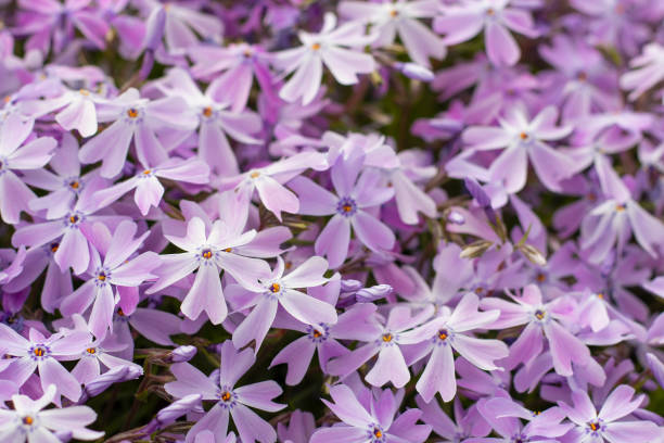 istock Purple phlox flowers. Beautiful flower background 1396528321
