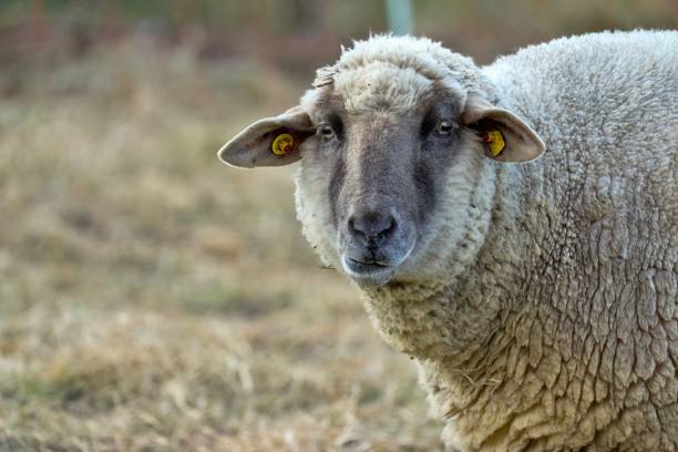 istock Portrait of a woolly sheep making a face 1396528415