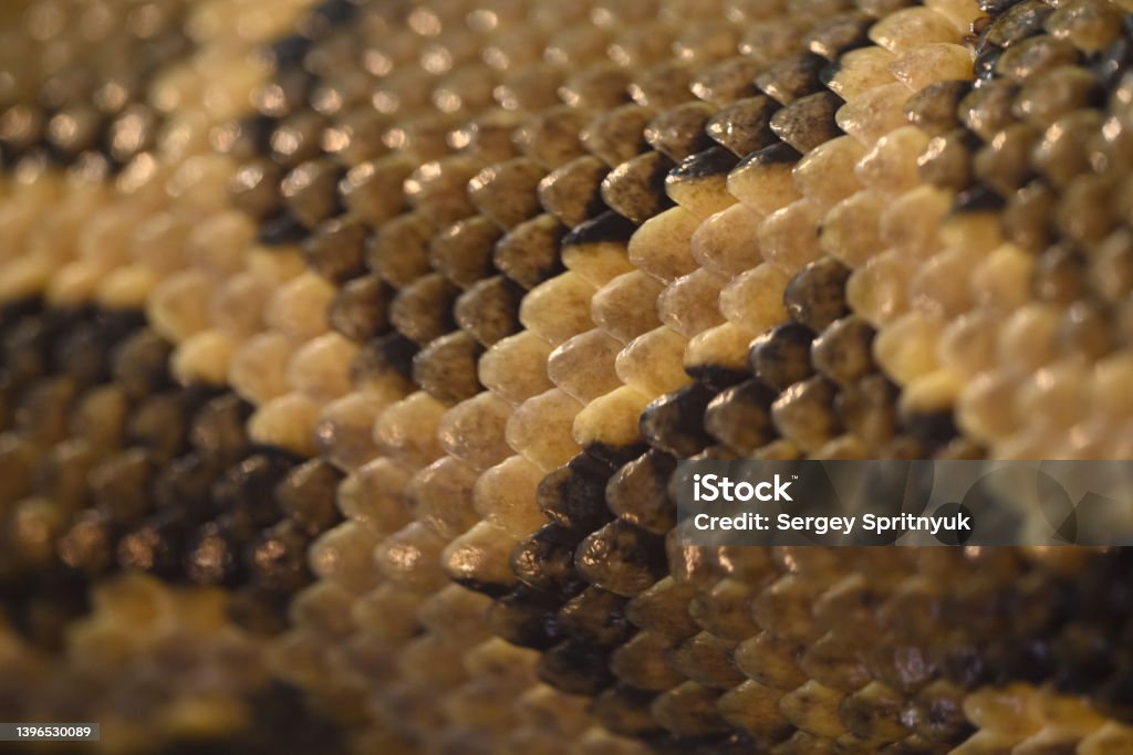 Snake skin close up Abstract Stock Photo
