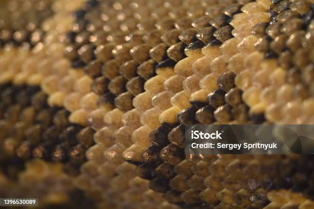 Snake Skin Close Up Stock Photo - Download Image Now - Abstract, Animal, Animal Body Part