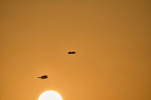 Buzzard in the sunset