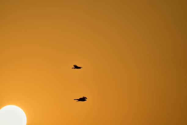 Buzzard in the sunset