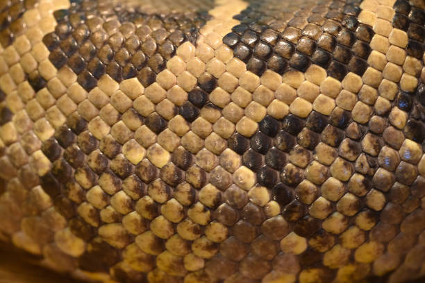 istock skin of a live snake close-up 1396530213