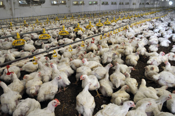istock Farm for growing broiler chickens 1396530250