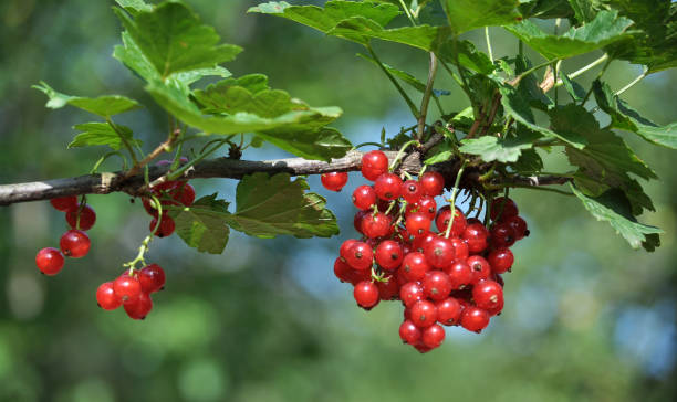 istock On the bush berries are ripe redcurrant 1396530259