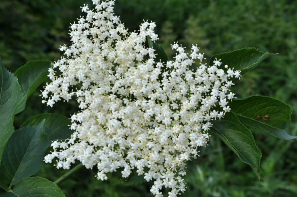 istock In nature, the elderberry blossoms 1396530312
