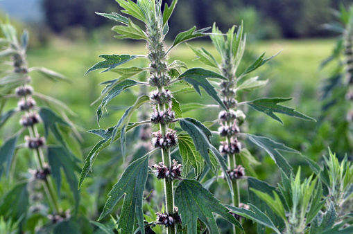 In the meadow among the herbs grows and blooms motherwort