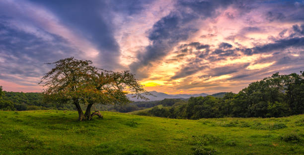 Crab apple tree in meadow at sunset stock photo