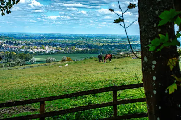 Horses and Sheep Grazing on Pasture with a beautiful scenery of a town at the background