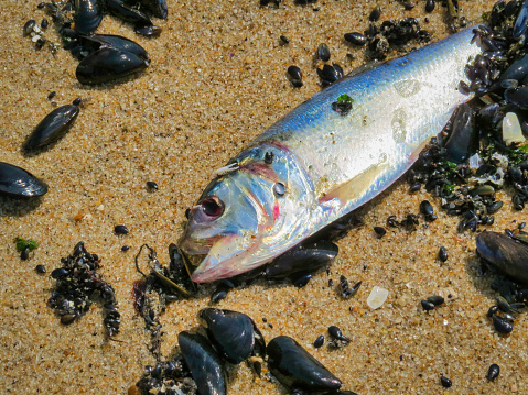 A photo of a fish ,surrounded by mussels ,washed up on the beach in Asbury park, New Jersey.
