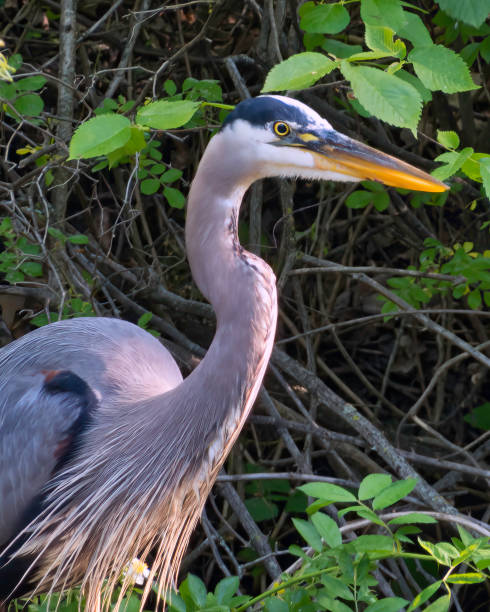 istock Close  Up of Great Blue Heron 1396530680