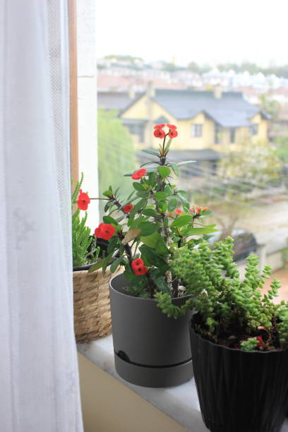 istock flowers in pots in front of the window 1396530759