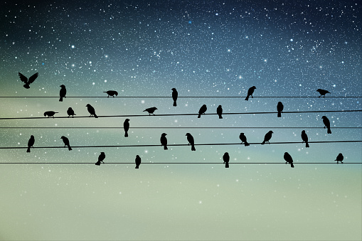 Jackdaws sit on power lines. Night starry sky