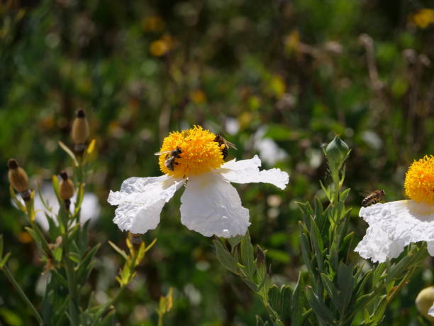 Bees Collecting Nectar on Matilija Poppies stock photo