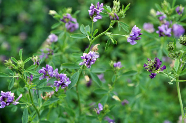 istock The field is blooming alfalfa 1396531809