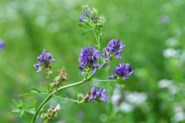 istock The field is blooming alfalfa 1396531822