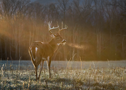 A buck with antlers highlighted in the morning sun on a cold winter morning