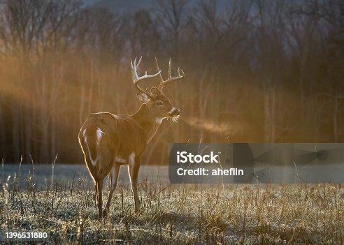 istock Buck in morning sunshine 1396531880