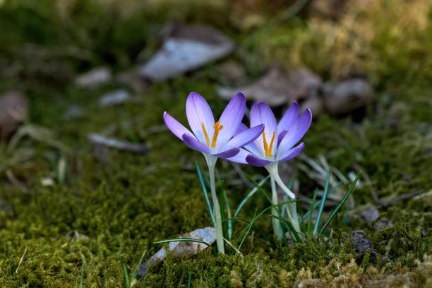 two colorful flowering corcuses with pistils - flower purple twin blossom imagens e fotografias de stock