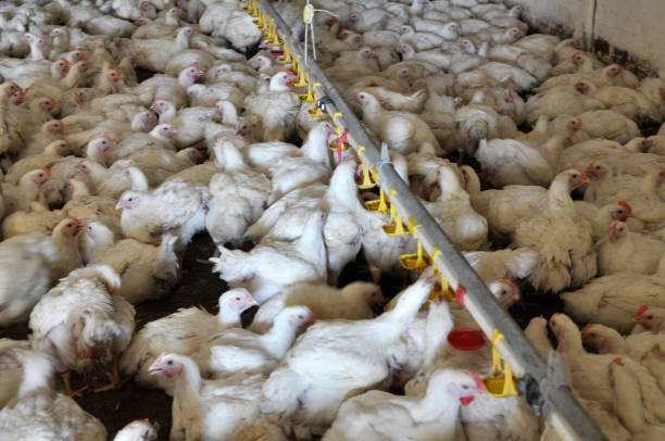 istock Farm for growing broiler chickens 1396532203