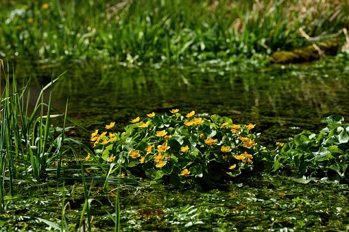 Caltha palustris, marsh-marigold or kingcup,