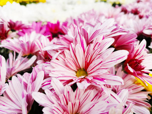 Chrysantheme (Chrysanthemum) close up blossom with bright colors