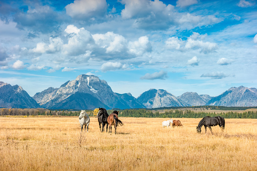 Horses graze on a meadow with the Teton Range in the background, Wyoming, USA