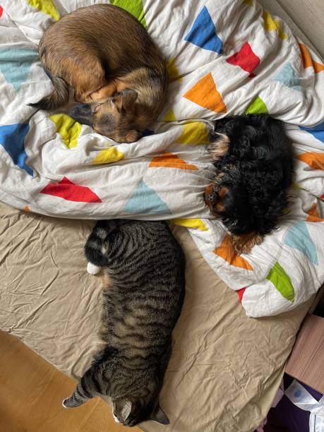 istock Two dogs and cat 1396534133