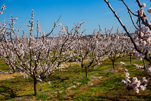 Richly blooming apricot trees garden in sunny spring day