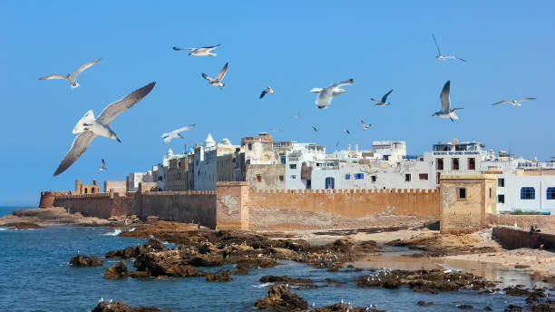 vista della medina di essaouira in marocco. gabbiani sopra la città vecchia contro il cielo blu. - essaouira foto e immagini stock