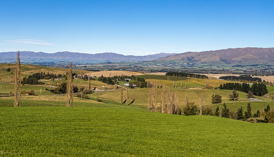 View over the Mackenzie Country near Lake Tekapo. The land is settled and farmed. Sheep can be seen in a paddock. The Southern Alps are seen in the background.