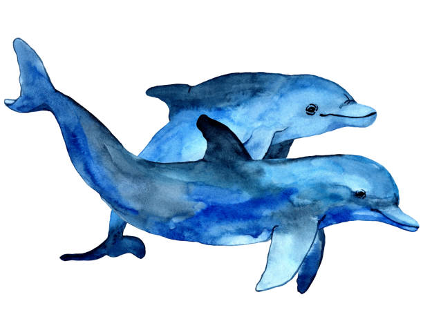 illustrazioni stock, clip art, cartoni animati e icone di tendenza di illustrazione di delfini di famiglia che nuotano nel colore blu. animale disegnato a mano ad acquerello in stile cartone animato. - dolphin animal sea underwater