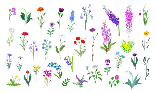 ilustrações, clipart, desenhos animados e ícones de um grande conjunto de várias flores silvestres coloridas isoladas em um fundo branco. - uncultivated flower chicory cornflower