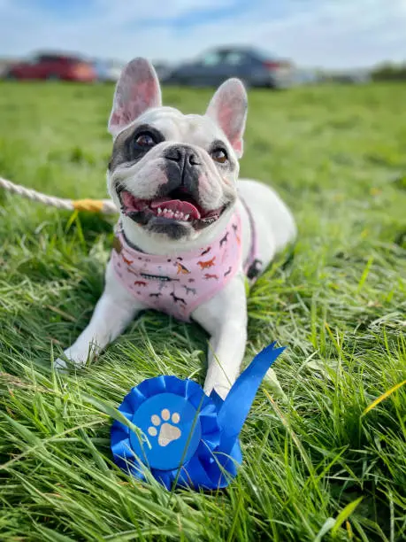 Portrait of  French Bulldog proudly showing off 1st prize rosette