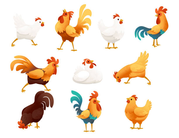 ilustraciones, imágenes clip art, dibujos animados e iconos de stock de conjunto de adorable animal gallo para agricultura de granja gallina gallo dibujo animado diseño vectorial ilustración vectorial - gallina